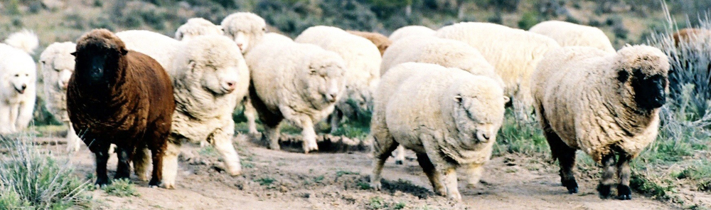 Sheep on the move