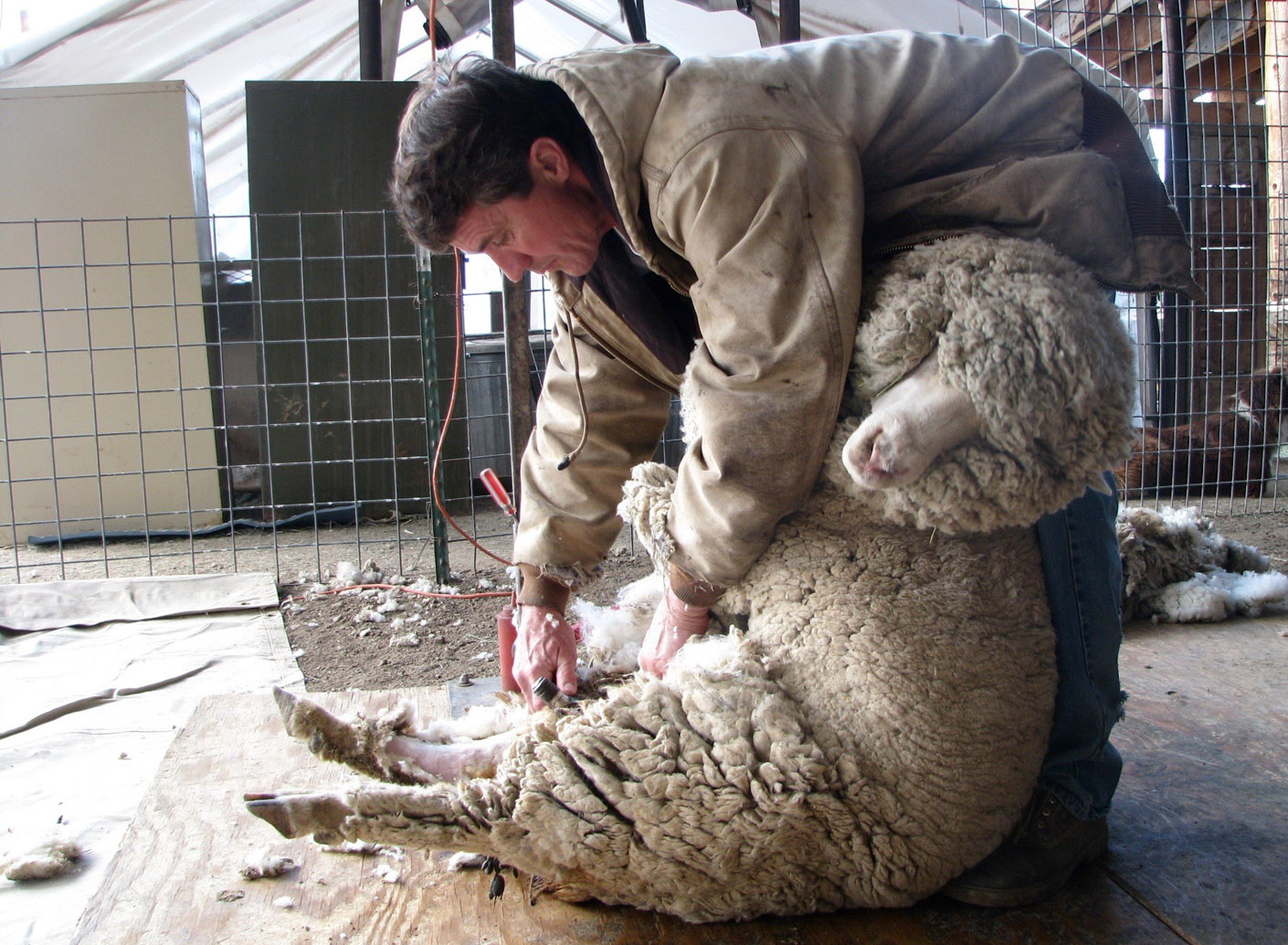 sheep sheering 1 elsawool