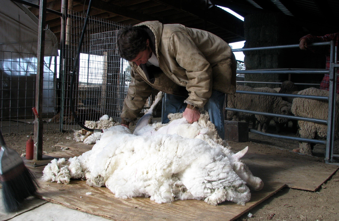 sheep sheering 2 elsawool