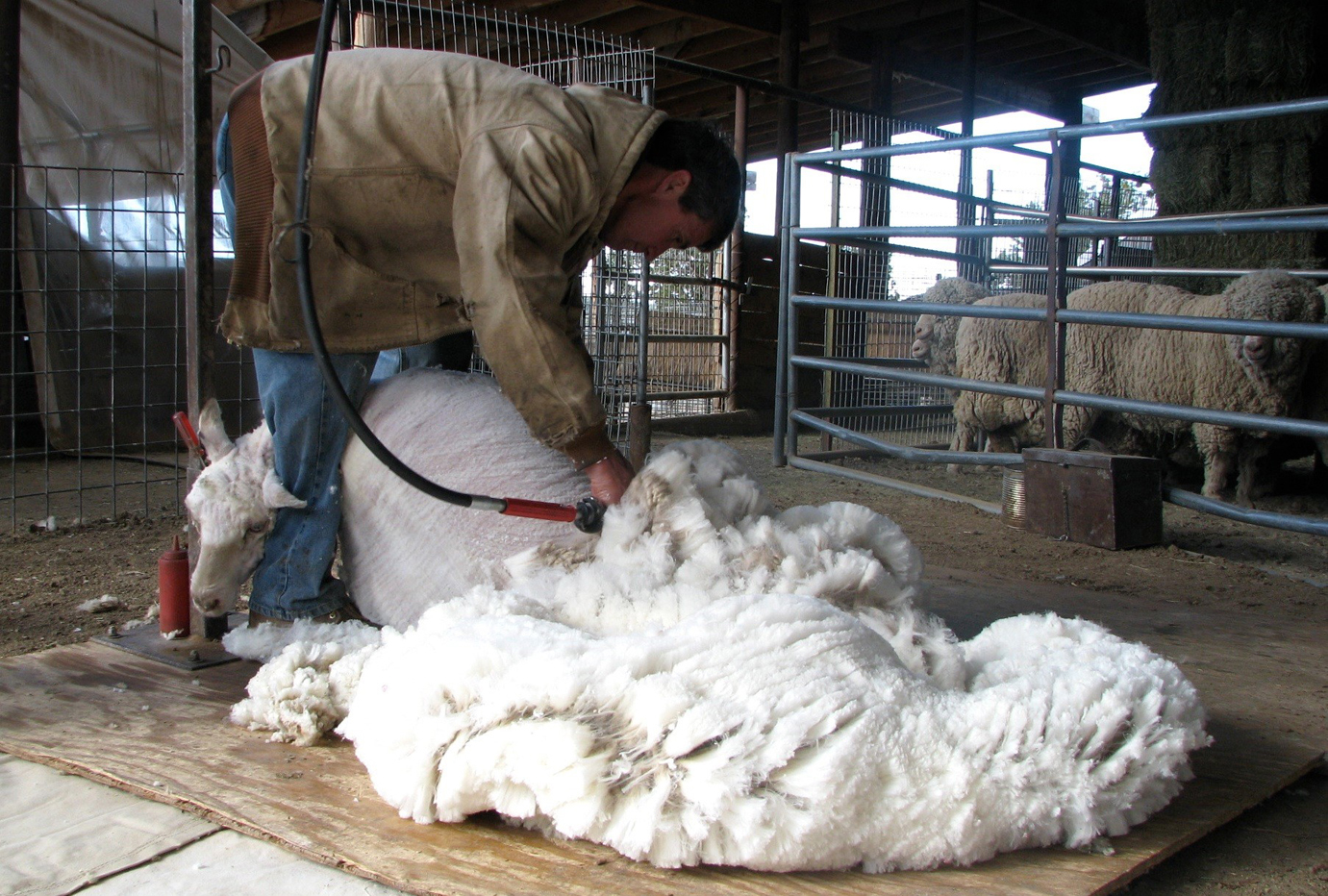 sheep sheering 3 elsawool