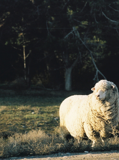 Return Sheep