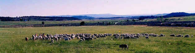 Ari and sheep